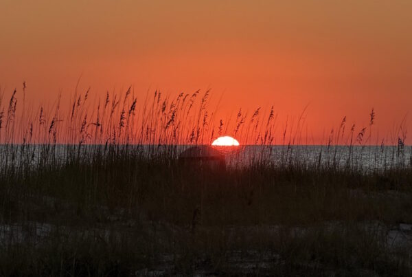 Sunset over the Gulf behind the sea oats on the dunes in Santa Rosa Beach